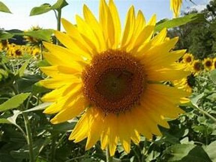 giant sunflower seeds