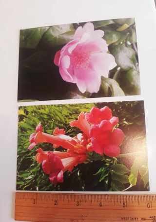 2 Flower Postcards (new, unused)