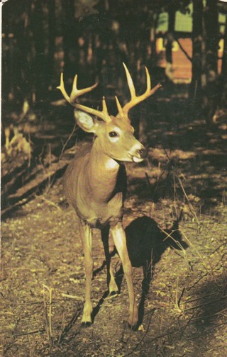 Vintage Unused Postcard: b: Deer in Wisconsin Dells