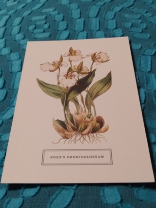 Botanical Postcard - ROSS'S ODONTOGLOSSUM