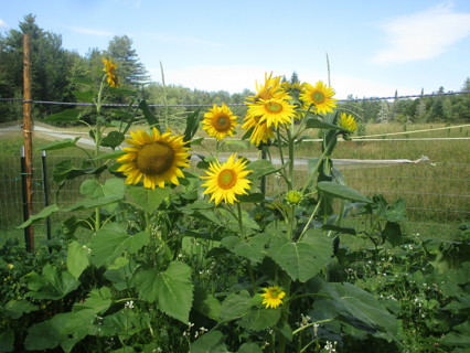 sunflower seeds