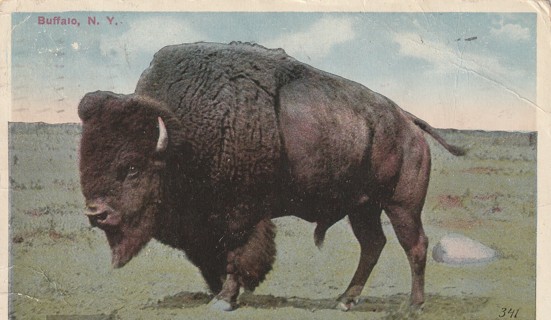 Vintage Used Postcard: r: 1916 Buffalo, NY