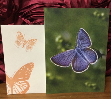 Common Blue Butterfly Blank Card