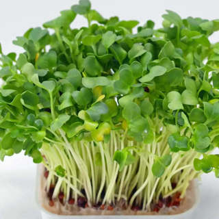  1500 seeds Watercress Seeds