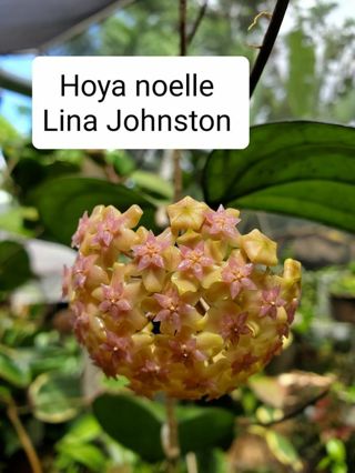 Hoya Noelle cutting