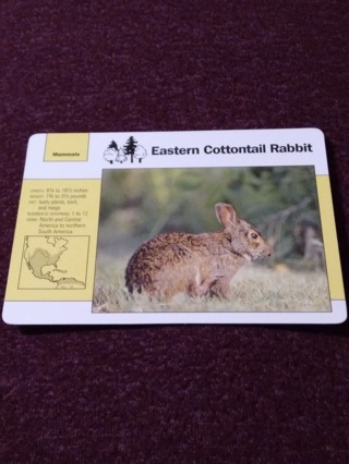 Grolier Story of America Card - Eastern Cottontail Rabbit