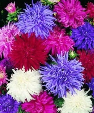 Asters--Crego Mixed