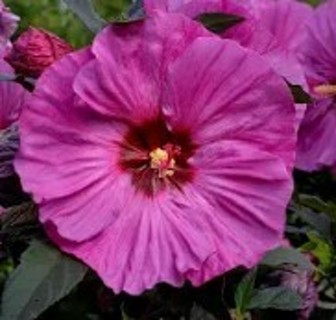 Colorful Dinnerplate Hibiscus--Berry Awesome!