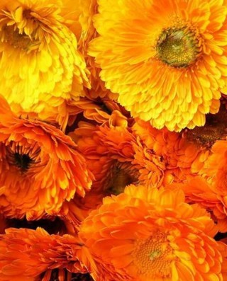 Calendula