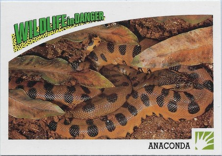  1992 Panini Wildlife in Danger #55 Anaconda