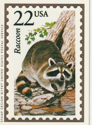 Vintage Wildlife America Collector/Trade Card: Raccoon