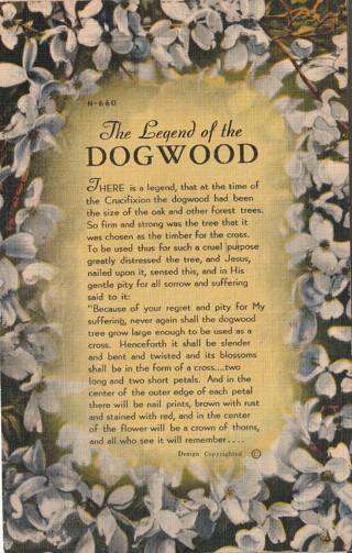 Vintage Used Postcard: a: 1951 Legend of the Dogwood