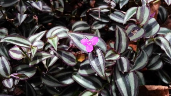 12 Purple Wandering Jew Plant Live Cuttings!!!