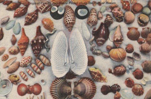 Vintage Unused Postcard: s: Florida Seashells