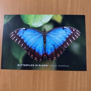 Blue Morpho Post Card 