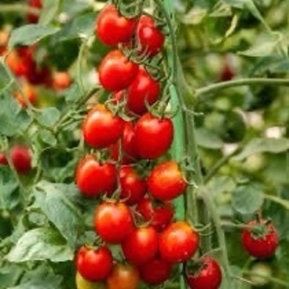 Red Cherry Tomato Seed