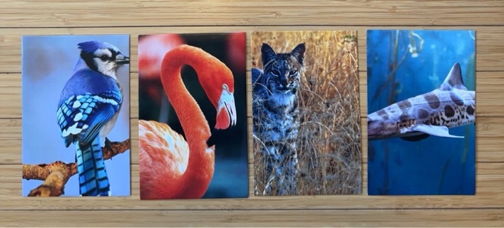 4 Animal Themed Envelopes - recycled from Calendar Pages