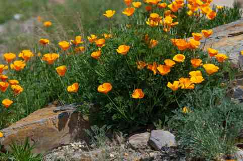 ◠◡✿ FREE 100 ORGANIC Hand-Harvested ORANGE CALIFORNIA POPPY (Wild Flower) SEEDS ✿◡◠