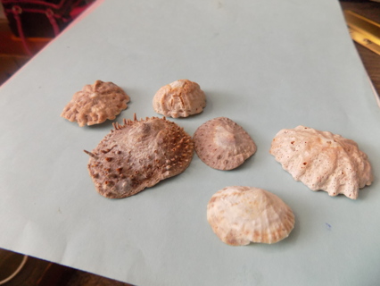 Set of 6 unique sea shells Bag # 7