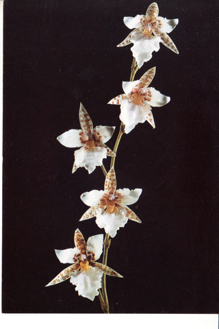 Vintage Postcard Orchid