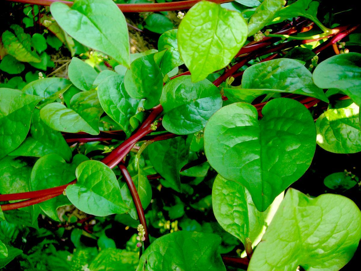 Free: Packet of Red Malabar Spinach Seeds Packed for 2026 ~20 count Pack