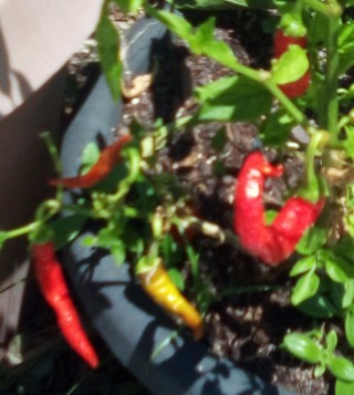 Hot pepper ,25+ seeds