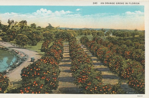 Vintage Unused Postcard: gin: Orange Grove in Florida