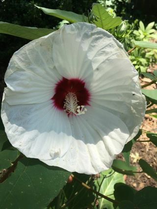 30 white Swamp Rose Mallow Seeds - Hardy Hibiscus Moscheutos, organic crop 2023