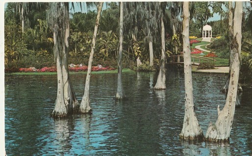 Vintage Unused Postcard: w: Cypress Gardens, FL