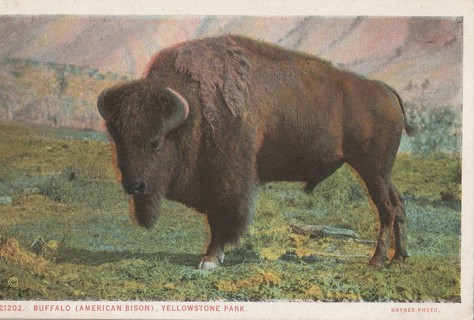 Vintage Unused Postcard: Yellowstone Park, Buffalo