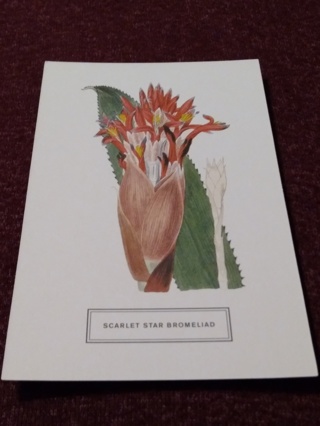 Botanical Postcard - SCARLET STAR BROMELIAD