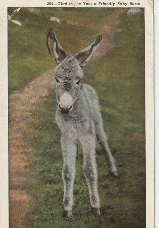 Vintage Unused Postcard: Pre Linen: (a1) Baby Burro in the West