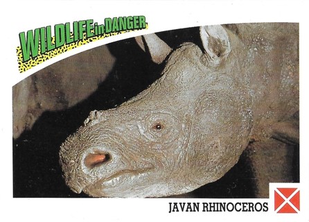  1992 Panini Wildlife in Danger #92 Javan Rhinoceros