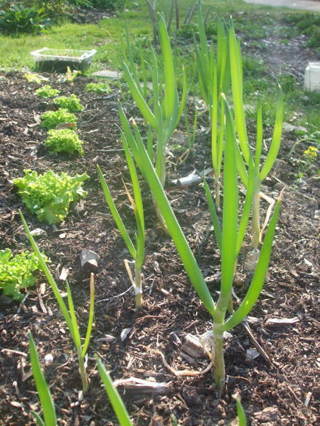 100 seeds of organically grown bunching onions