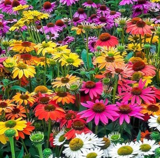 Mixed Color Coneflowers