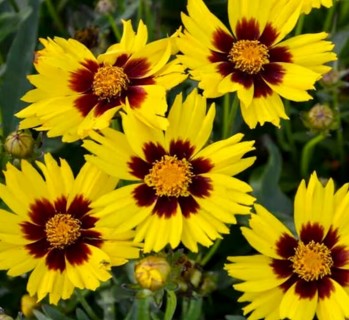 Sunfire Coreopsis--15 seeds