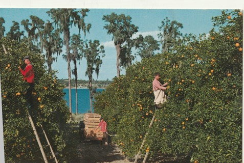 Vintage Unused Postcard: h: Orange Picking in Florida