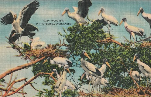 Vintage Unused Postcard: gin: Wood Ibis in Florida Everglades