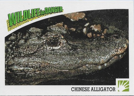 1992 Panini Wildlife in Danger #93 Chinese Alligator