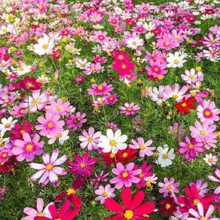 Cosmos Mixed