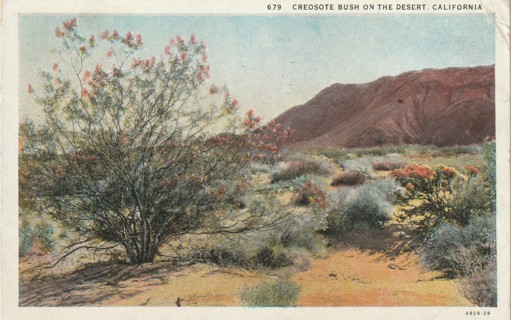 Vintage Used Postcard: GIN: 1945 Creosote Bush in California