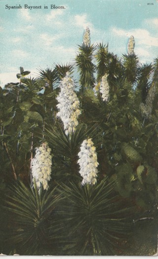 Vintage Used Postcard: GIN: 1910 Spanish Bayonet in Bloom