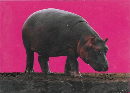  1993 Cardz World Famous San Diego Zoo #106 River Hippopotamus