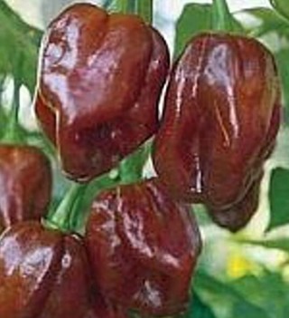 Chocolate Habanero  5 seeds