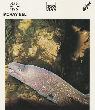 Vintage 1975 Leisure Books Animal Card. MORAY EEL