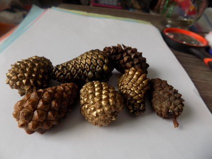 7 real pinecones 4 have been sprayed gold for crafts