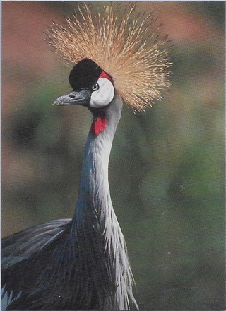 1993 Cardz World Famous San Diego Zoo #33 East African Crowned Crane