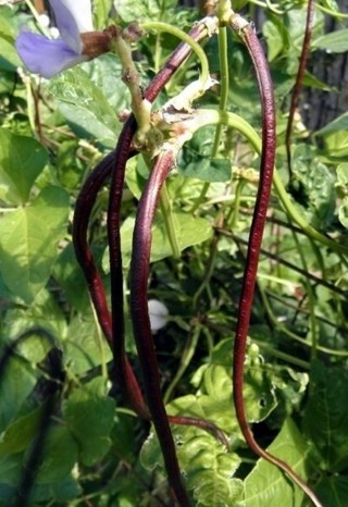 25 seeds of purple yard beans, organically grown
