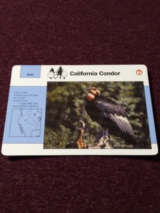Grolier Story of America Card - California Condor