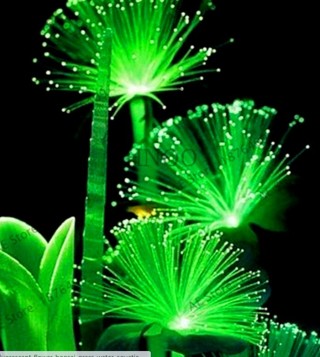 Emerald Flourescent Nightlight Plant